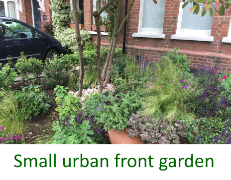 Small urban Front garden in Muswell Hill
