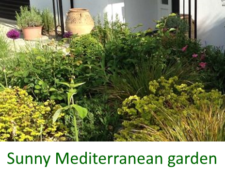 A sunny Mediterranean garden in Highgate